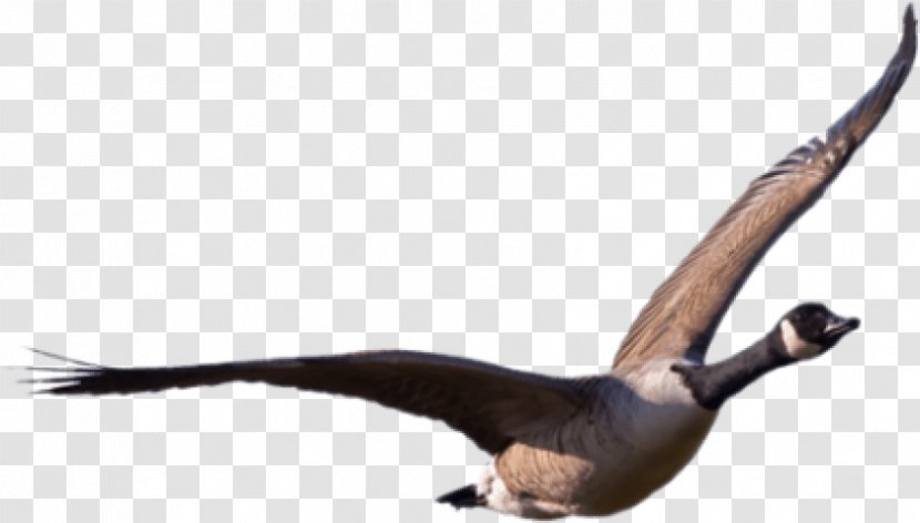 Goose Duck Bird Cygnini - Digital Image Transparent PNG