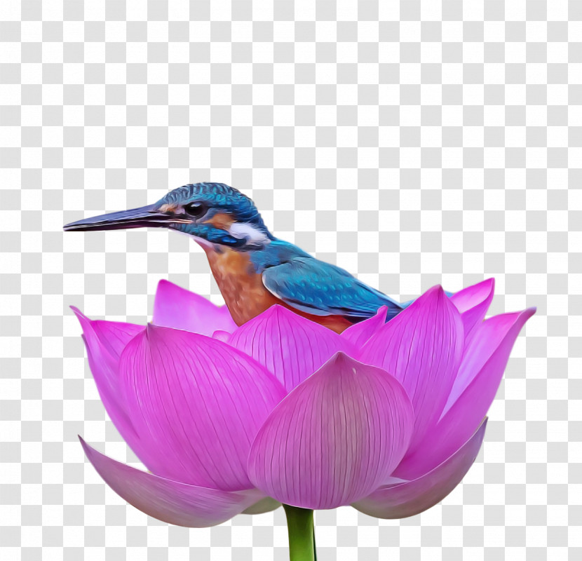 Birds Petal Flower Beak Meter Transparent PNG