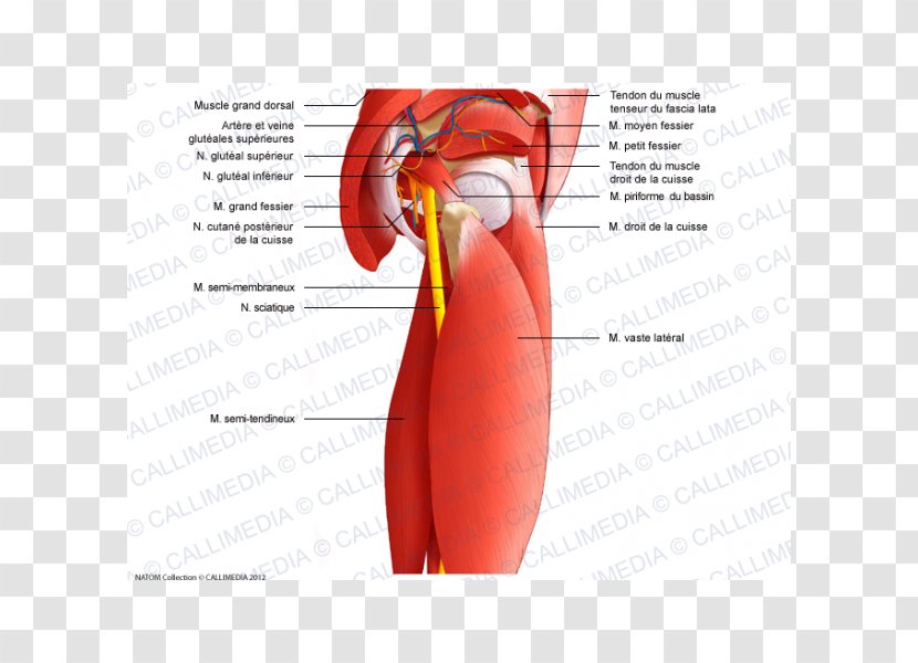 Muscles Of The Hip Shoulder Anatomy - Frame - Rectus Femoris Function Transparent PNG