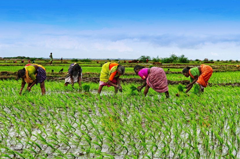 Nigeria Agriculture Woman Farmer Women's Empowerment - Pasture Transparent PNG