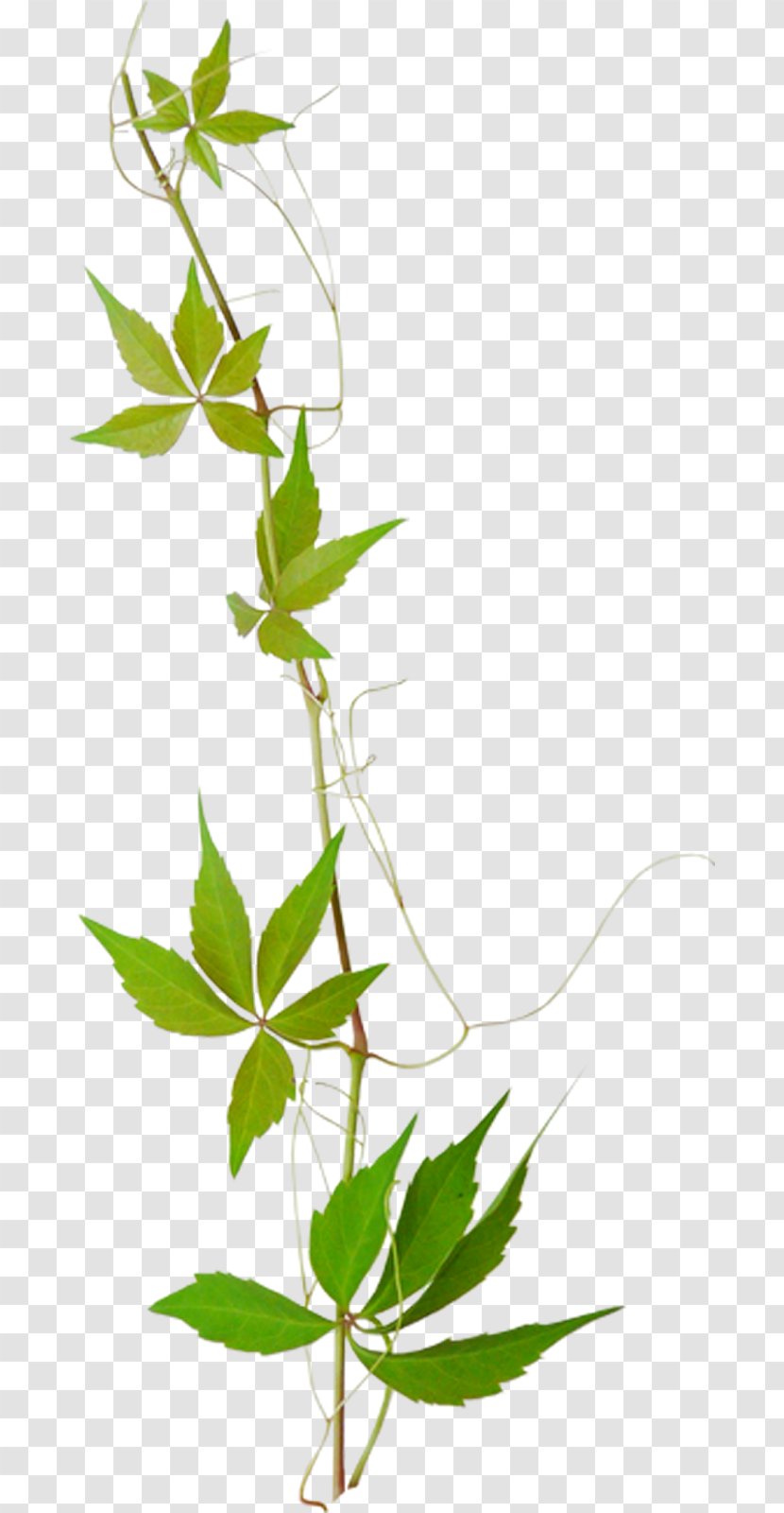 Clip Art Leaf Branch Twig - Green - Kiss Transparent PNG