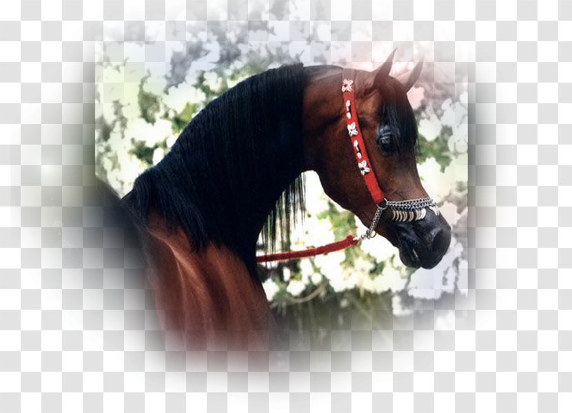 Arabian Horse Stallion Mustang Mane Pony Transparent PNG
