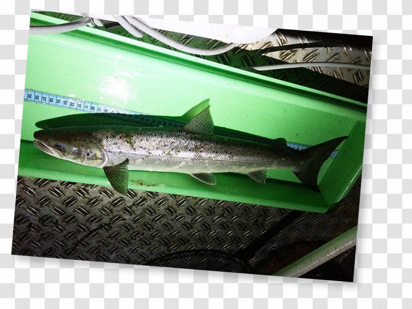 Salmon Lippe Fish Products Deutscher Angelfischerverband - North Rhinewestphalia Transparent PNG