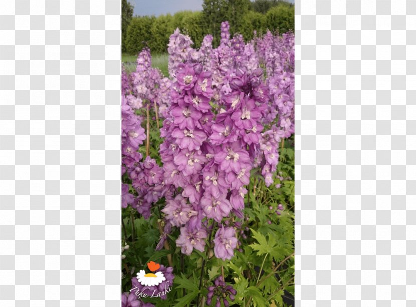 English Lavender Common Lilac Shrub - Plant Transparent PNG