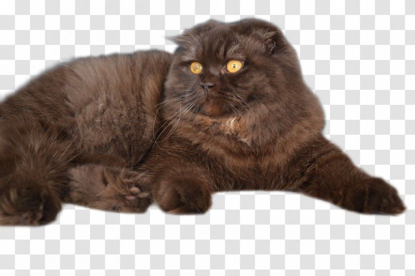 Persian Cat Asian Semi-longhair British Scottish Fold Domestic Short-haired - Short Haired Transparent PNG
