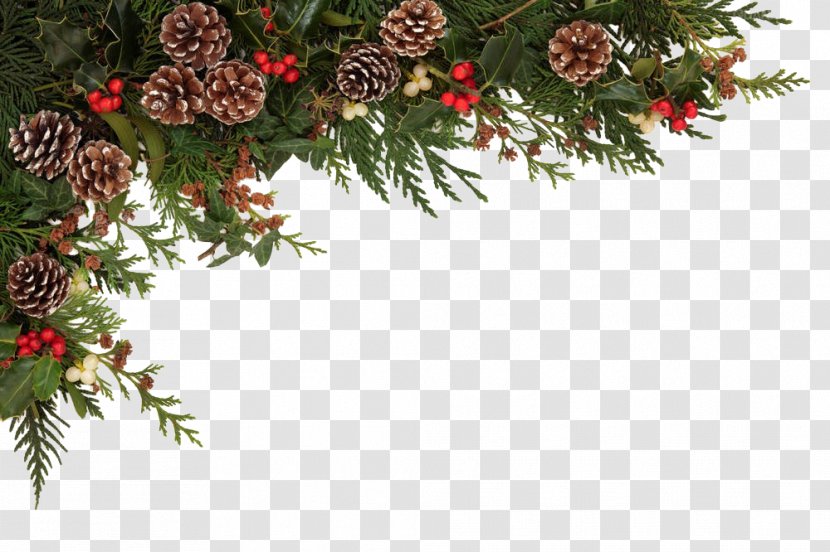 Christmas Common Holly Stock Photography Clip Art - Conifer Cone - Decoration Transparent PNG