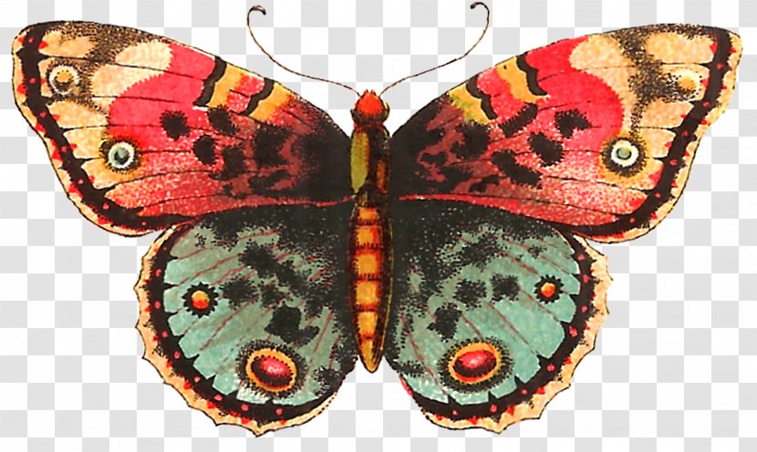 Butterfly Moth Clip Art - Butterflies And Moths Transparent PNG