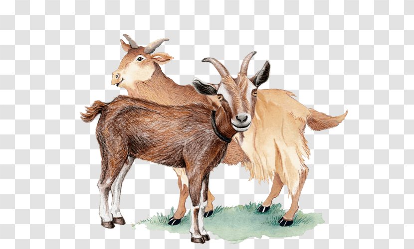 Feral Goat Barbary Sheep Drawing - Scatters The Rabbit Transparent PNG