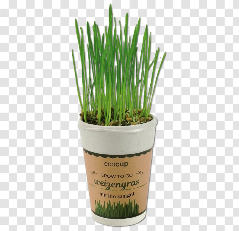 Wheatgrass Arabica Coffee Grasses - Herb - Wheat Transparent PNG