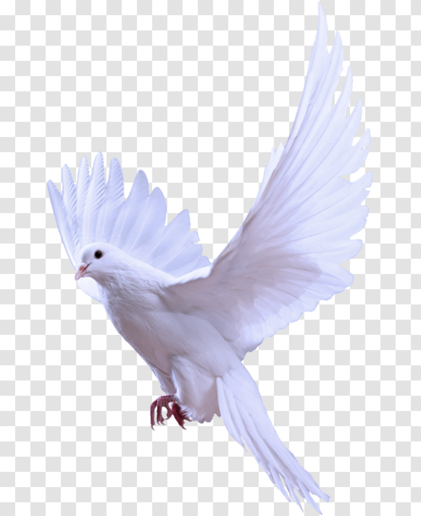 Columbidae Homing Pigeon Birds Release Dove Fantail Pigeon Transparent PNG