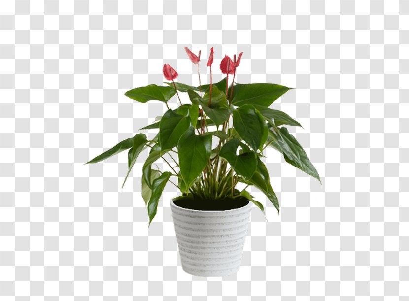 Cut Flowers Flowerpot Houseplant Leaf Transparent PNG