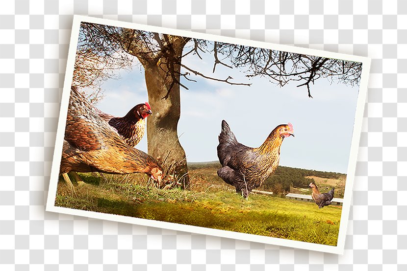 Rooster Fauna Wildlife Beak Chicken As Food - Ã§iftlik Transparent PNG
