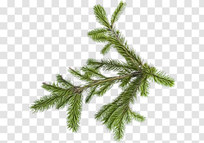Shortleaf Black Spruce White Pine Yellow Fir Canadian Plant - Jack - Red Columbian Transparent PNG