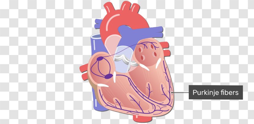 Electrical Conduction System Of The Heart Circulatory Cardiology Purkinje Fibers - Frame Transparent PNG