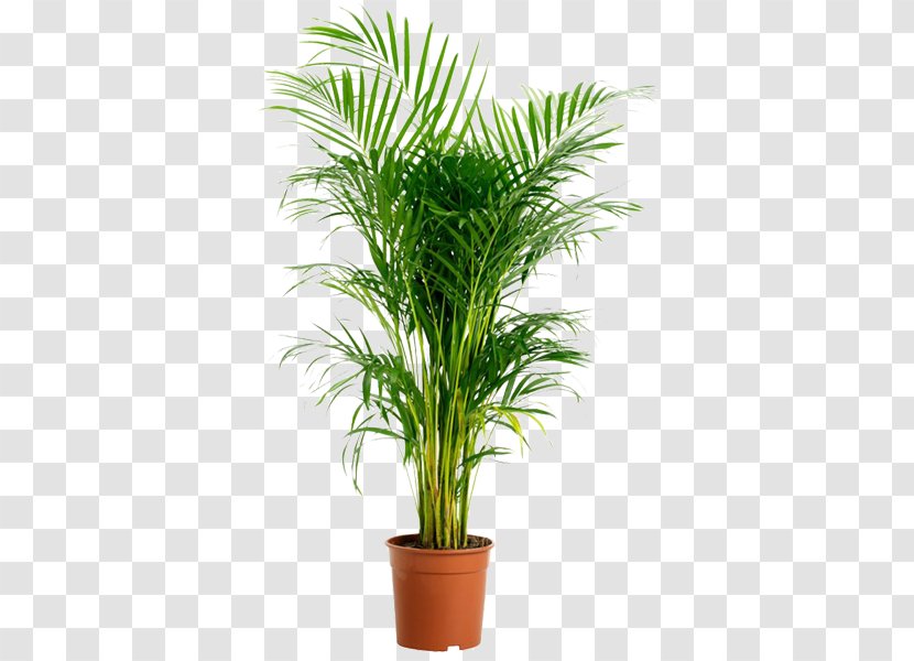 Areca Palm Houseplant Garden Howea Belmoreana - Date - Dypsis Transparent PNG
