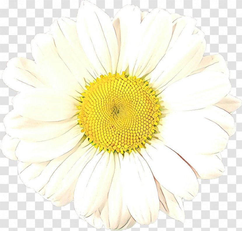 Flowers Cartoon - White - Chamaemelum Nobile Asterales Transparent PNG