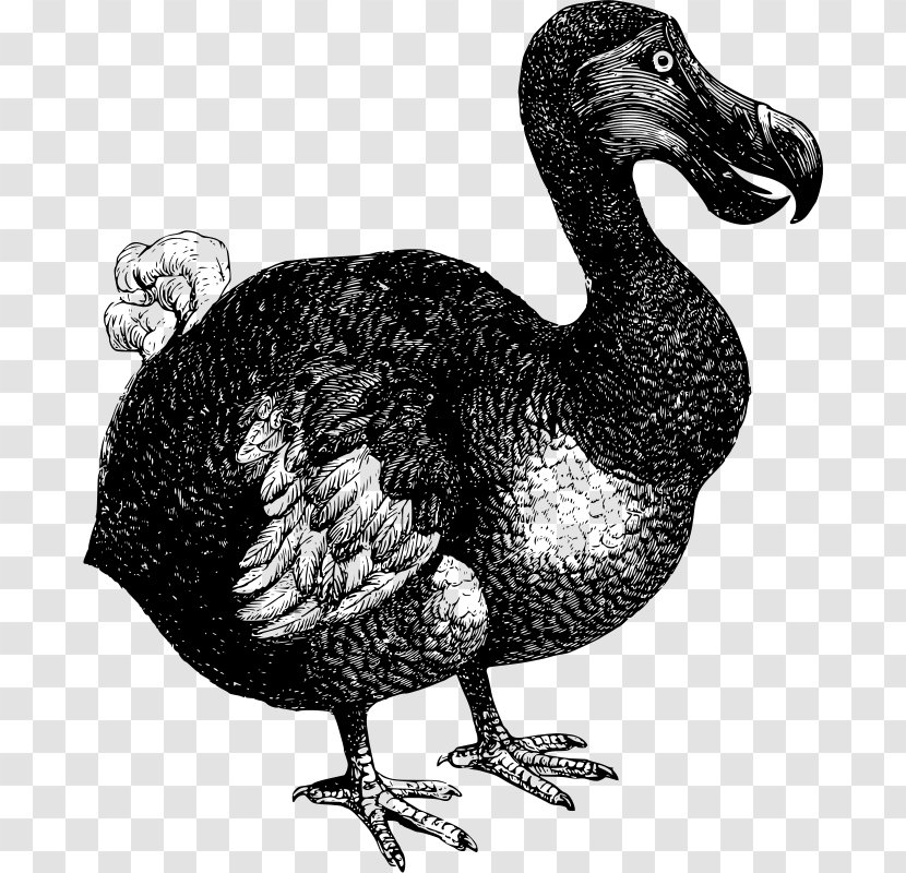 Dodo Bird Extinction Flightless - Chicken - Lizard Transparent PNG