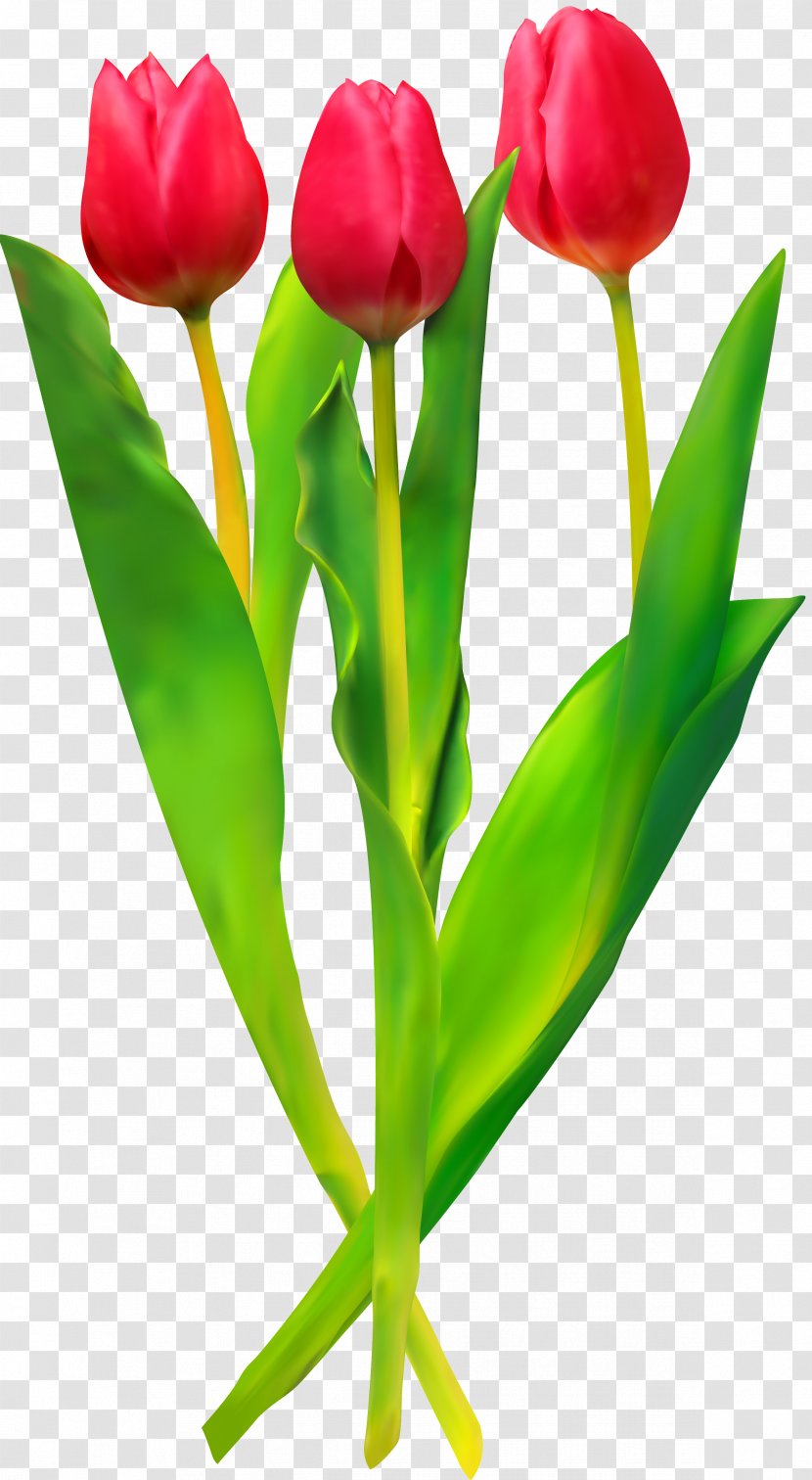 Tulip Flower Clip Art Transparent PNG