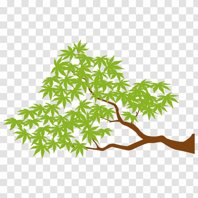 Maple Branch Leaves Tree - Woody Plant - Stem Flower Transparent PNG