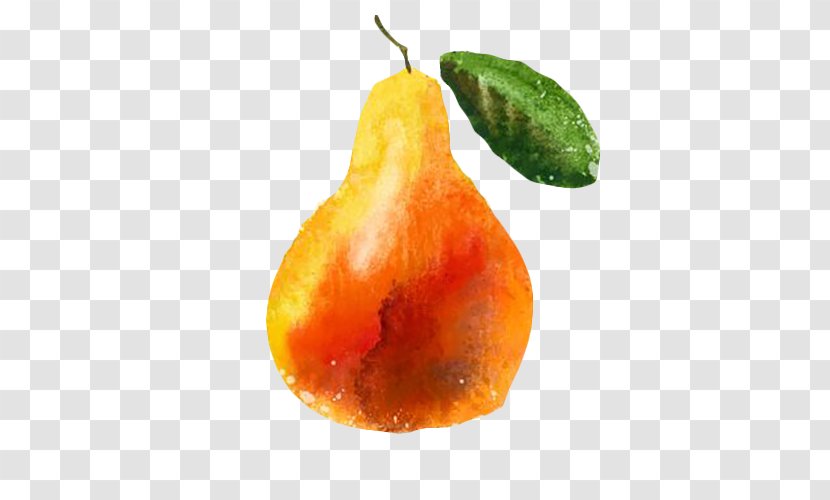 Pyrus Xd7 Bretschneideri Logo Fruit Illustration - Tangerine - Paint Pear Transparent PNG