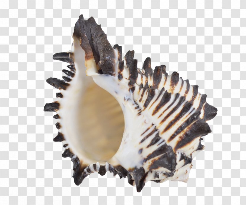 Seashell Murex Cockle Oyster Conch - Snail Transparent PNG