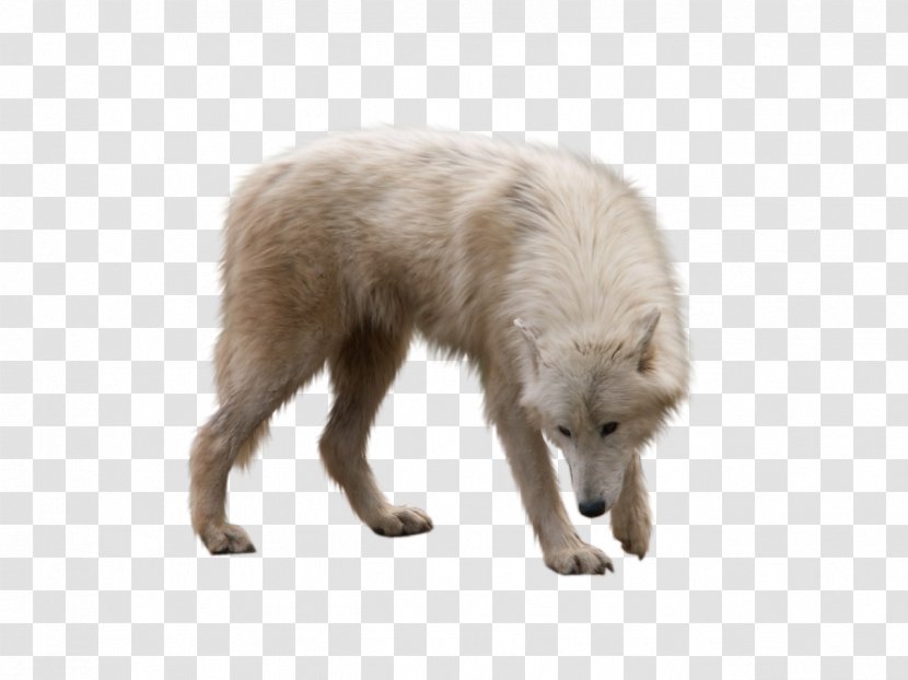 Arctic Wolf Fox Transparent PNG