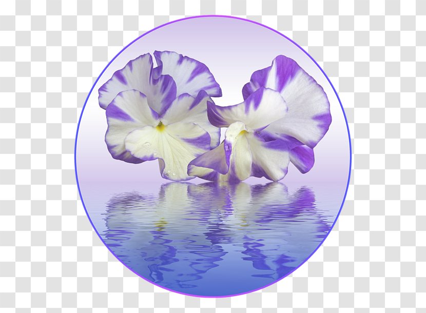 Violet Lilac Pansy Purple Flower - Iris Family Transparent PNG