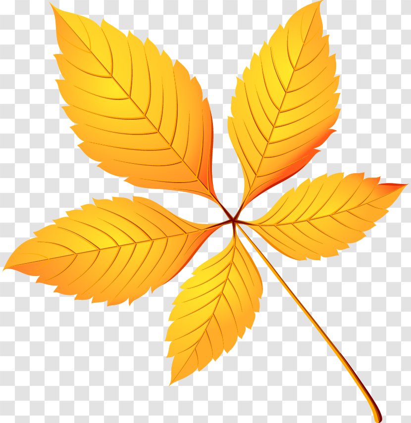 European Horse-chestnut Leaf Tree Crown Birch - Buckeyes - Autumn Leaves Decoration Transparent PNG