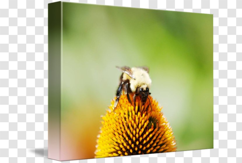 Honey Bee Bumblebee Nectar Pollen - Flora Transparent PNG