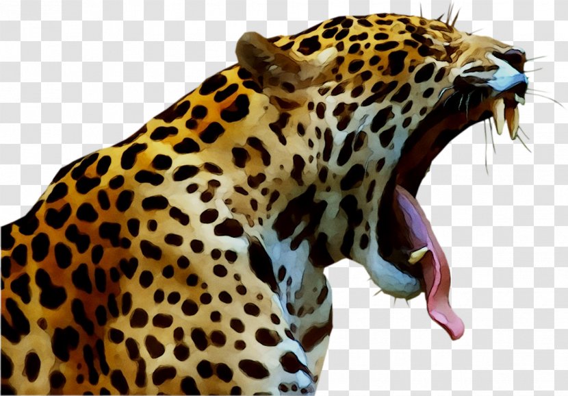 Jaguar Cheetah Leopard Cat Felidae - Organism - Wildlife Transparent PNG