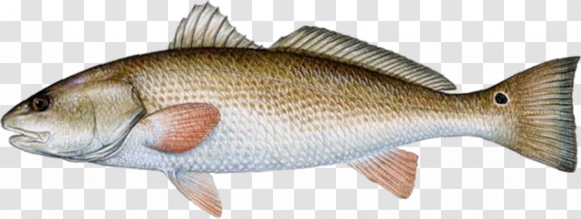 Florida Red Drum Drums Redfish Fishing - Fauna - Atlantic Cod Transparent PNG