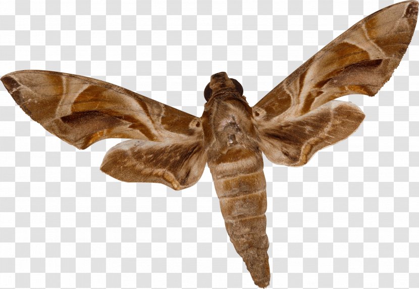 Insect - Polilla - Moth Transparent PNG