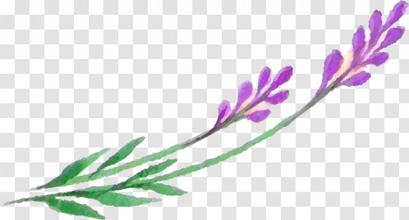Lavender Leaf Petal Plant Stem - Flower Transparent PNG