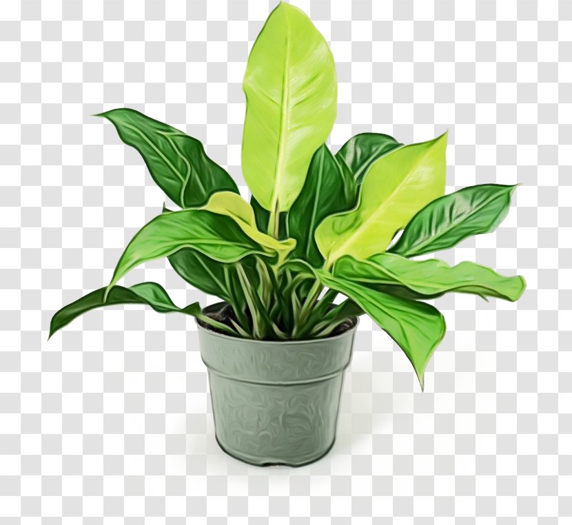 Plants Background - Terrestrial Plant - Herb Arum Family Transparent PNG