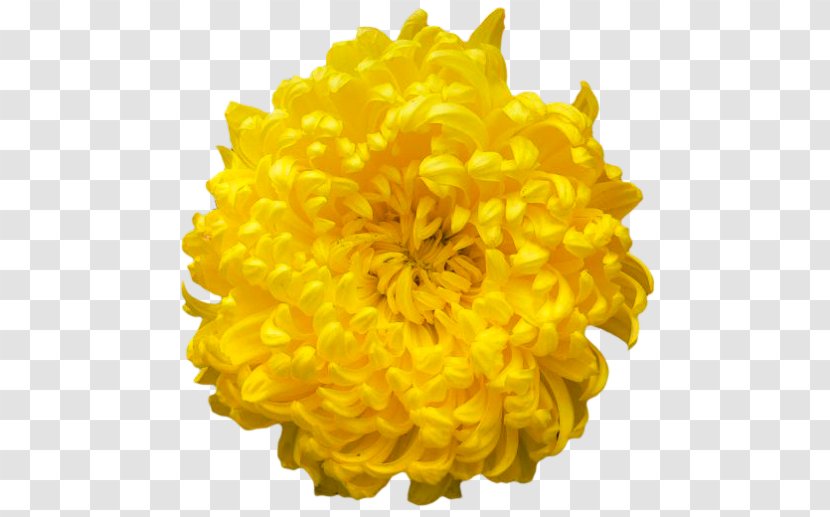 Chrysanthemum Display Resolution Clip Art Transparent PNG