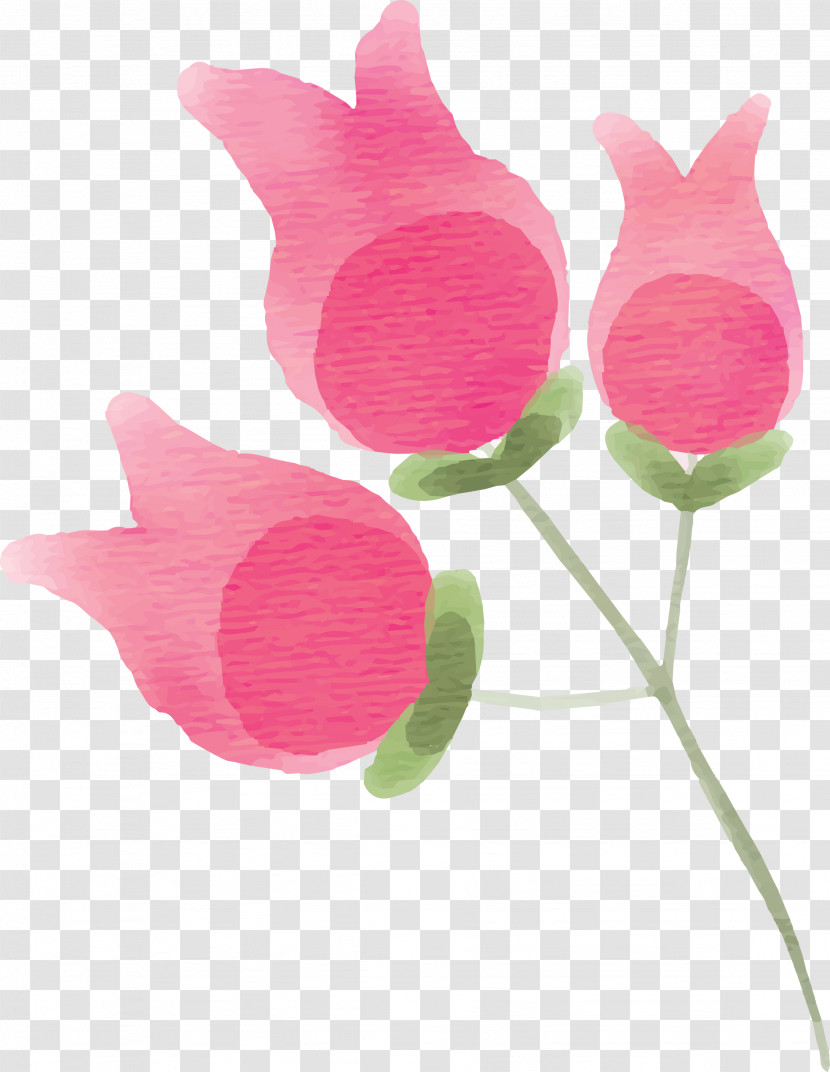 Pink Flower Petal Plant Cut Flowers Transparent PNG