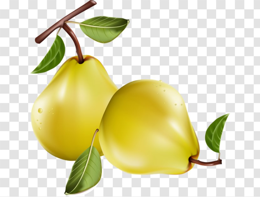 Fruit Clip Art - Pear - Pears Cliparts Transparent PNG