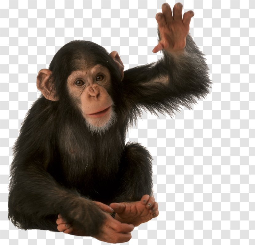 Common Chimpanzee Orangutan Gorilla Monkey Transparent PNG