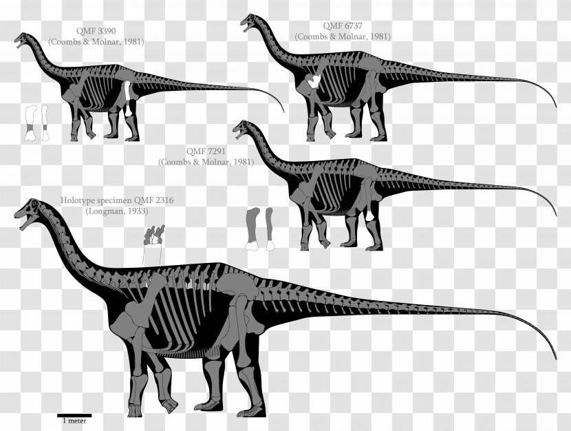 Austrosaurus Dinheirosaurus Supersaurus Barosaurus Seismosaurus - Saltasaurus - Dinosaur Transparent PNG