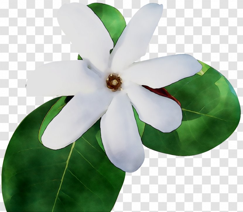 Flowering Plant Plants - Leaf Transparent PNG