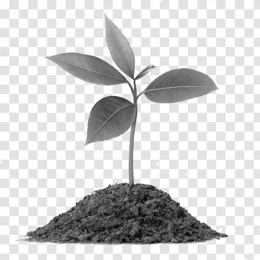 Plant Vermicompost Soil Root Botany Transparent PNG