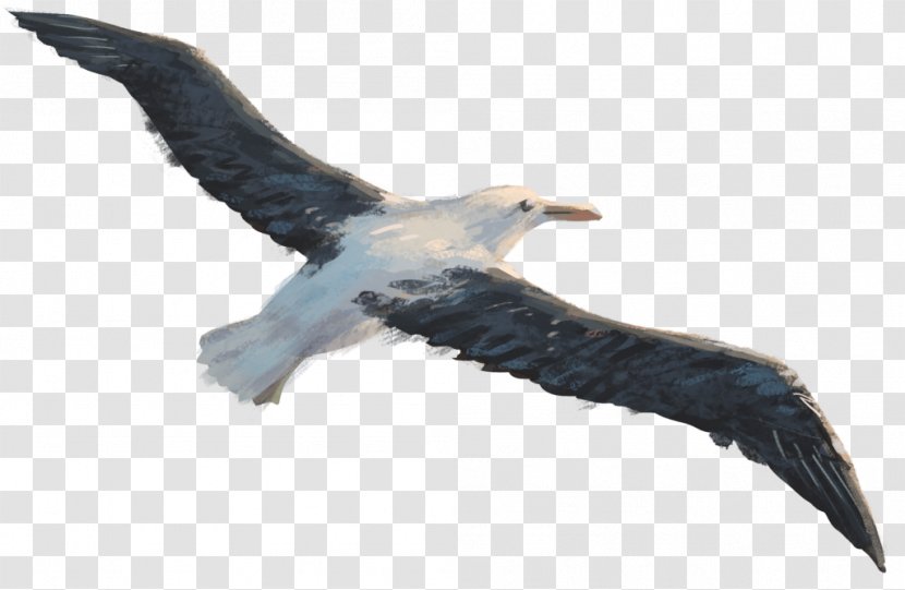 Sea Bird - Suliformes Feather Transparent PNG