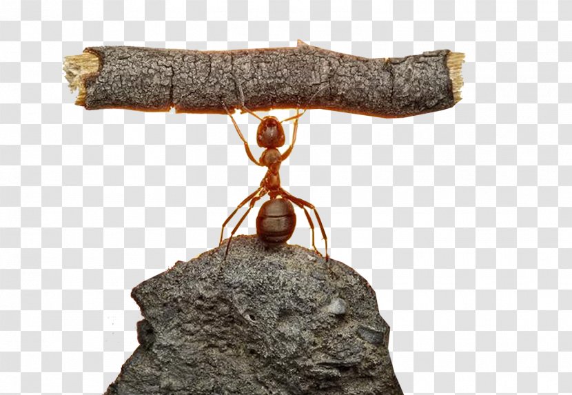 Humour Learning Brave Ant Soldier Child Meaning Transparent PNG