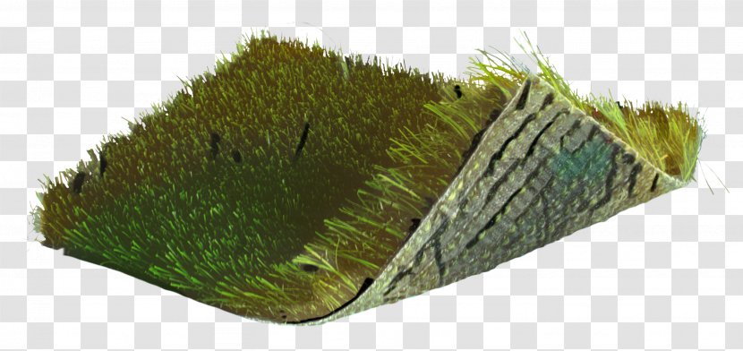 Grass Cartoon - Plant - Leaf Transparent PNG