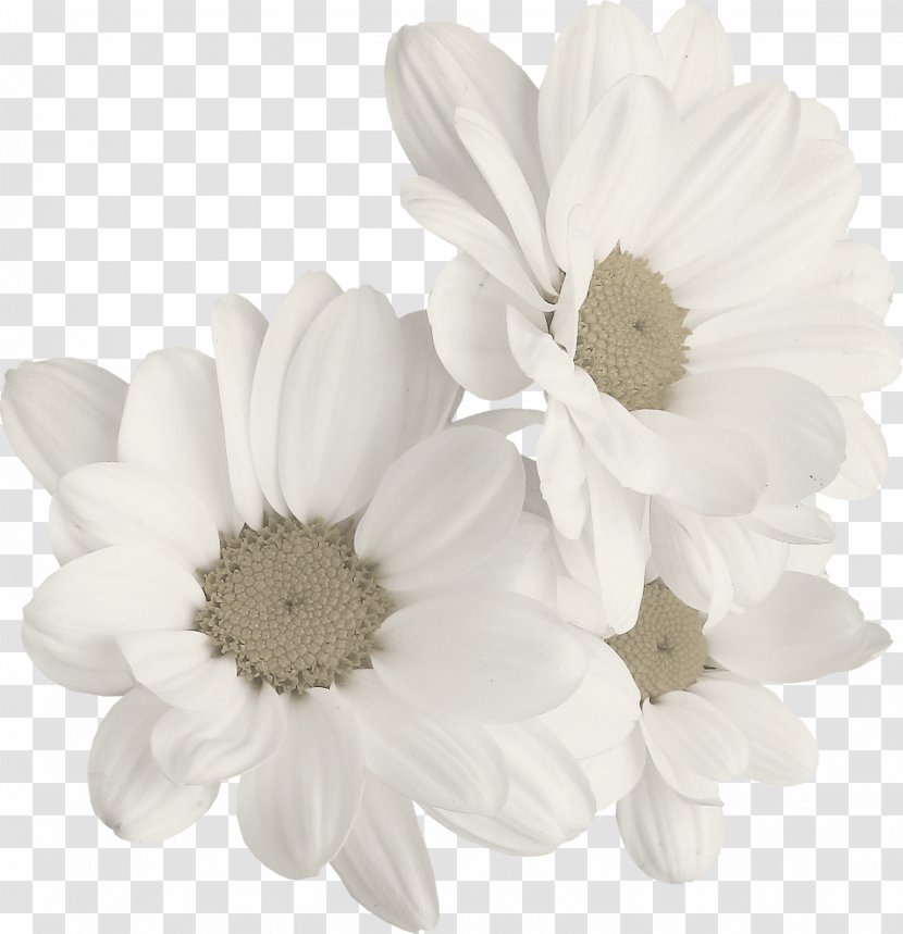 Chamomile Common Daisy - Gerbera Transparent PNG