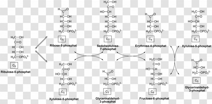 Hexose Pentose Phosphate Pathway Ribulose Monosaccharide - Tree Transparent PNG