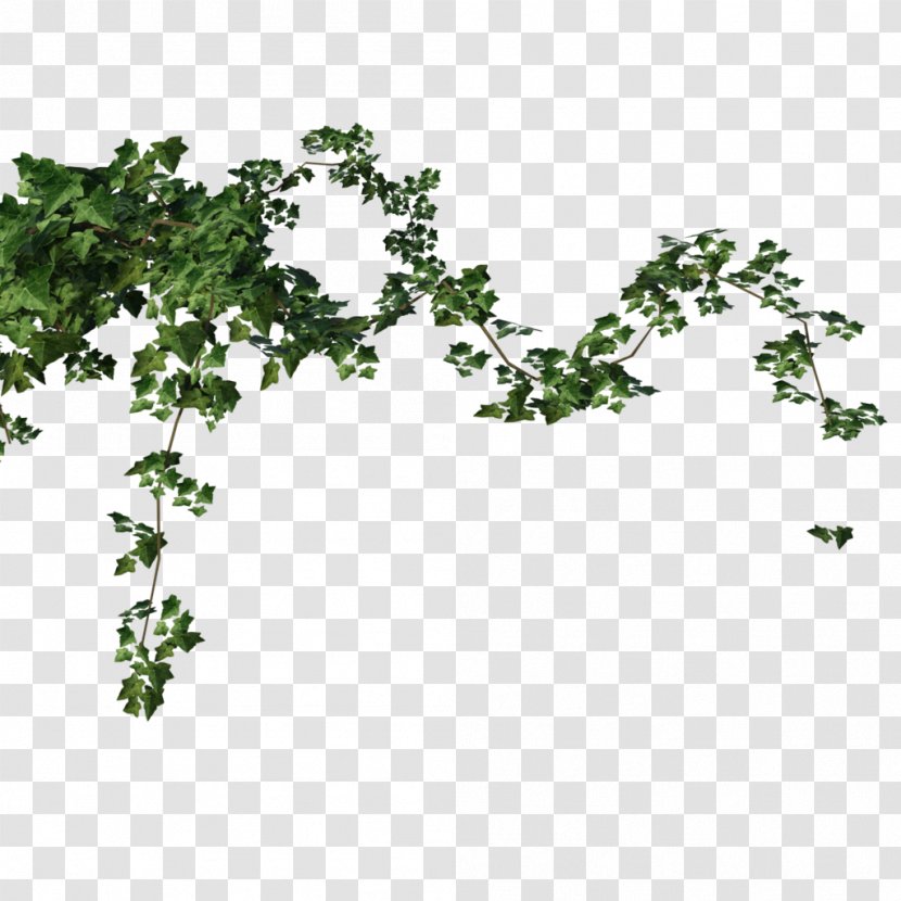 DeviantArt Plant Ivy Tree - Stock Photography - Grape Transparent PNG