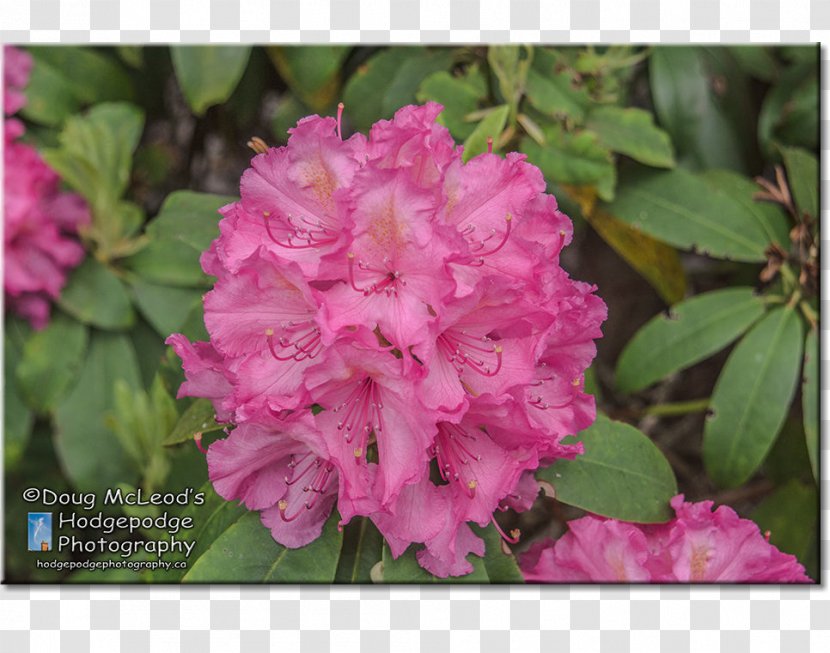 Azalea Playfair Park Victoria Rhododendron - Simsii Transparent PNG