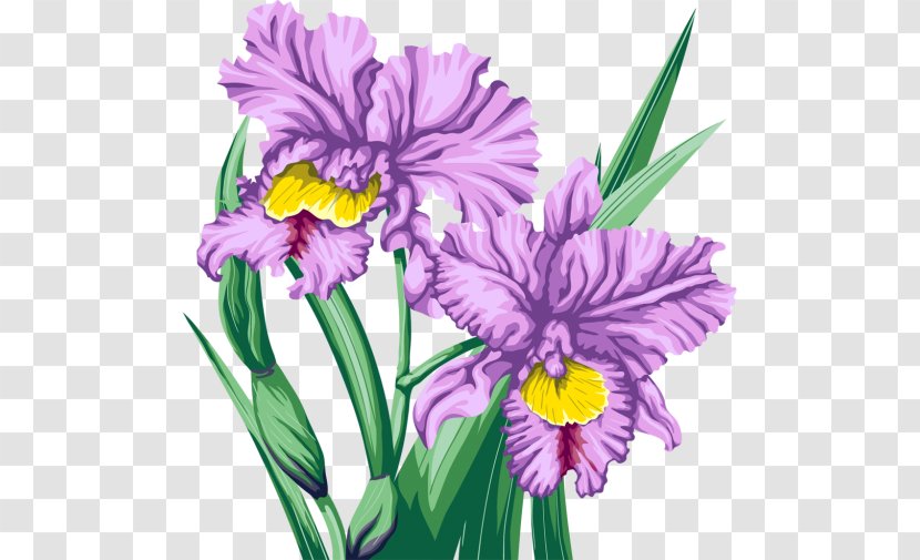 Cut Flowers Violet - Iris - Flower Transparent PNG