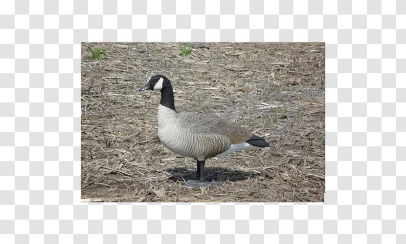 Canada Goose Duck Decoy Waterfowl Hunting Transparent PNG